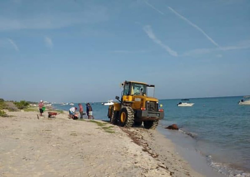 Empresario mete trascabo a la playa y mata crías de tortuga