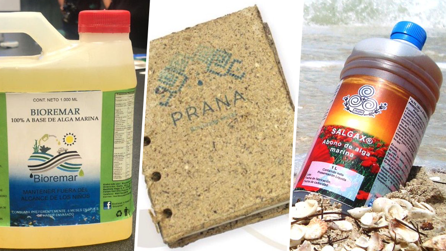 El sargazo, problema para muchos sectores, oportunidad de negocio para emprendedores