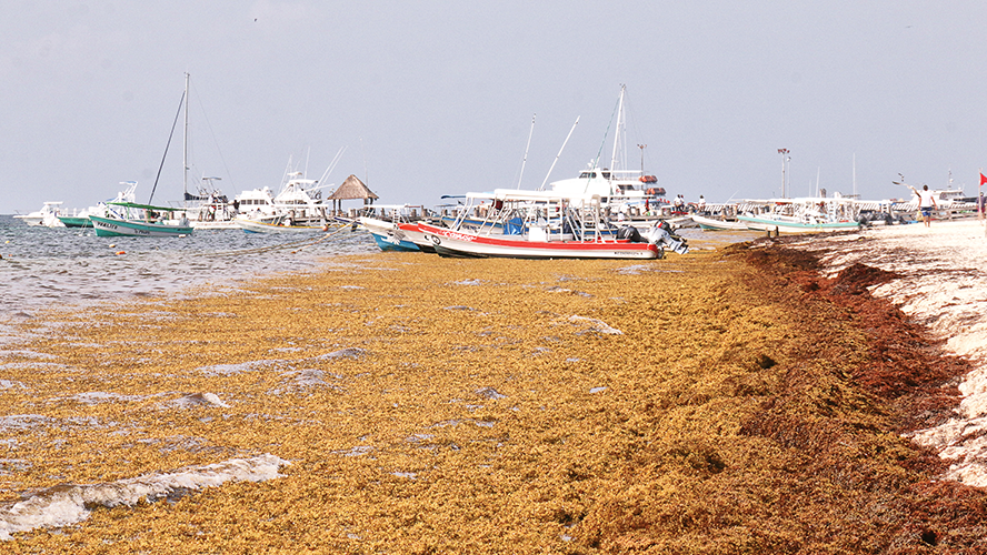 El sargazo se ha convertido en el enemigo ‘de las mil cabezas’ del paraíso en México