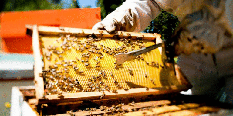 abejas-colmenas-producción-de-miel-foto-de-la-asociación-mexicana-de-exportadores-de-miel-de-abeja-1280x640