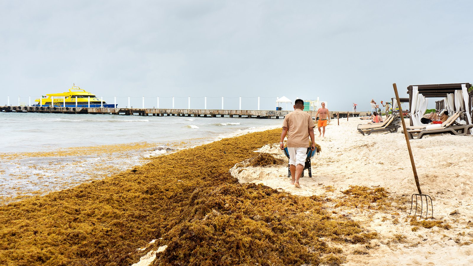 Desarrollan técnica para predecir la llegada de sargazo al Caribe