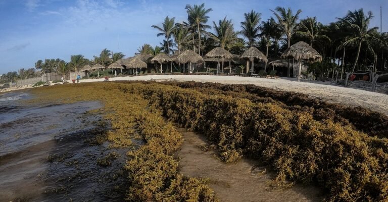 semáforo-sargazo-playas-caribe