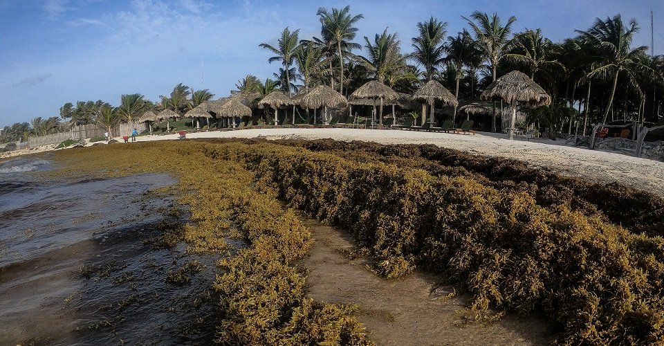 El semáforo del sargazo: qué playas del Caribe mexicano están limpias y cuáles son las más afectadas
