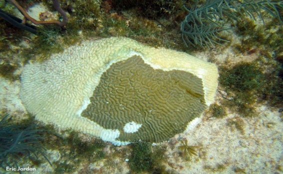 010sindrome_blanco_2