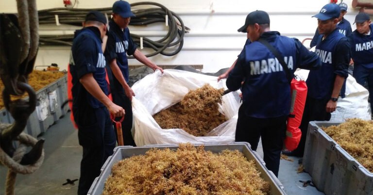 marina-sargazo-caribe-02.jpg_172015771