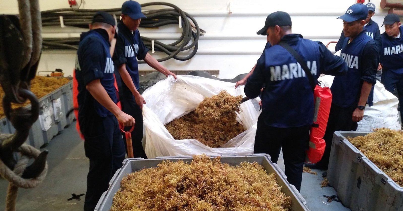 57 mil toneladas de sargazo colectó la Semar en tres meses en Caribe Mexicano