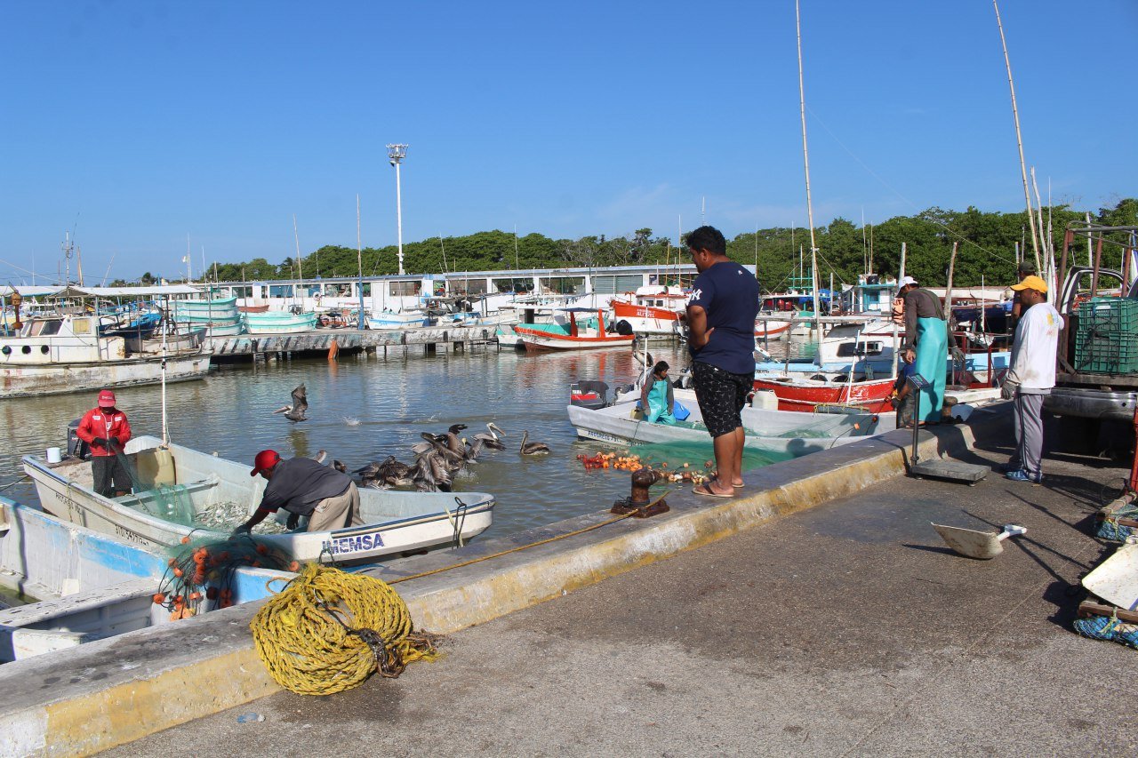 Focos amarillos para la pesca, el 75 % de las especies están sobre explotadas.