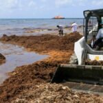 sargazo_playa_del_carmen-4__crop1565891478604.jpg_1935594547