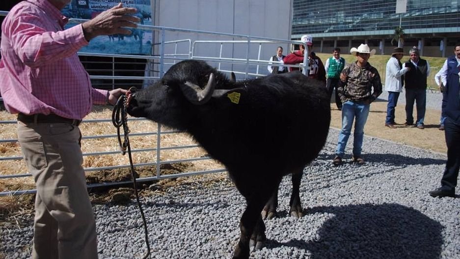 ¿Búfalos en Yucatán? El sureste alza la mano para la crianza de este ganado
