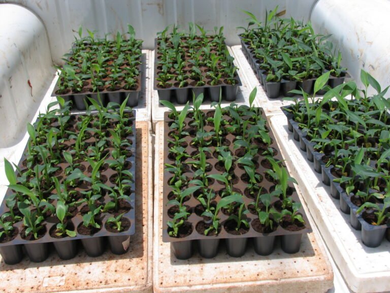 Fisiología vegetal-campo