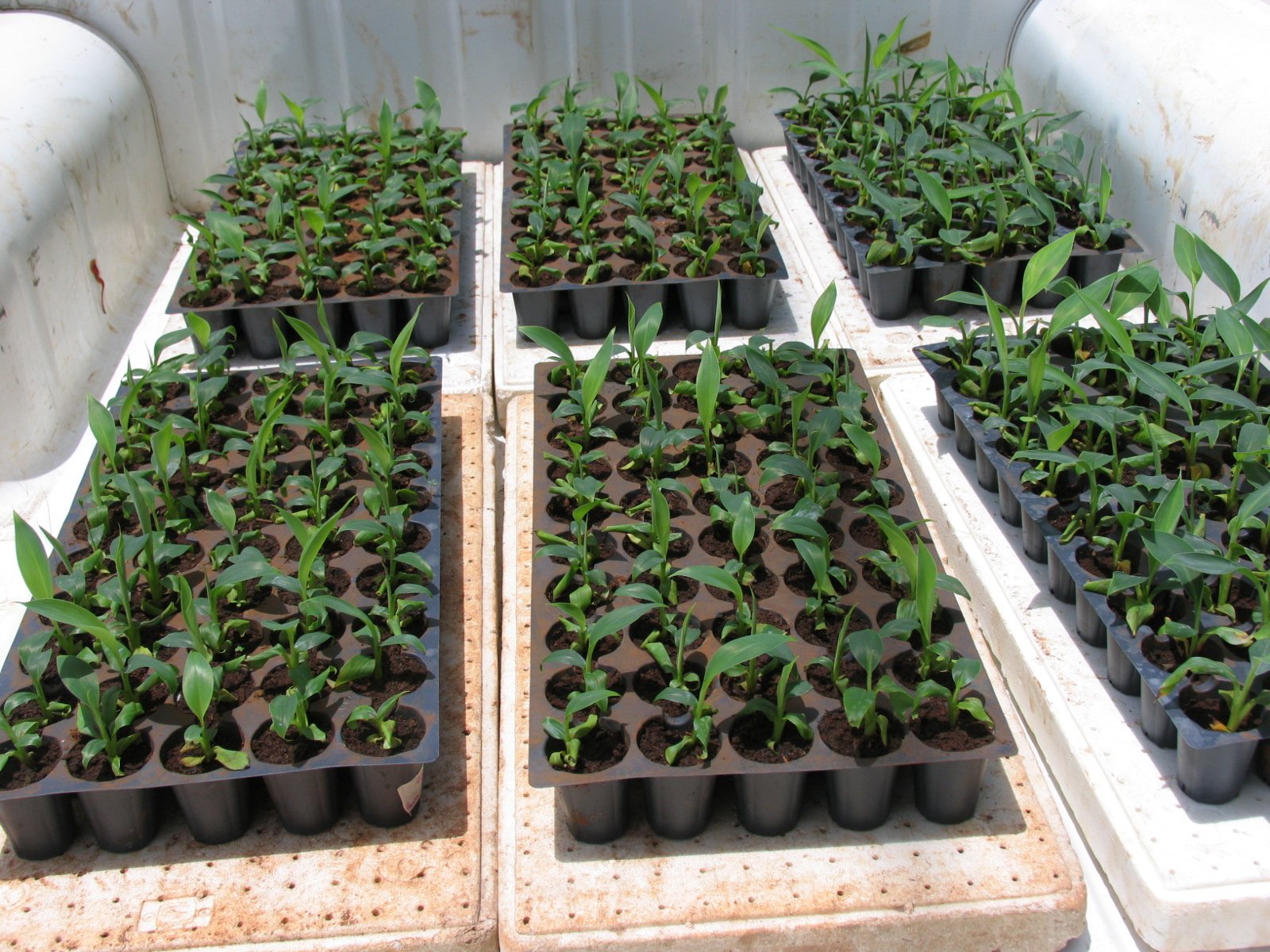 CICY sede del Segundo Congreso de Fisiología Vegetal