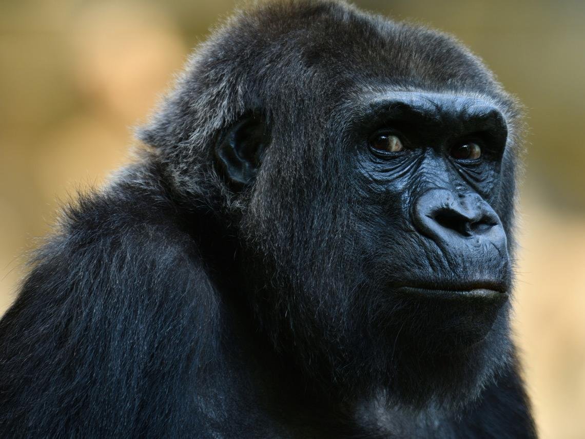 ¿Por qué se celebra el Día Internacional de los Derechos de los Animales?