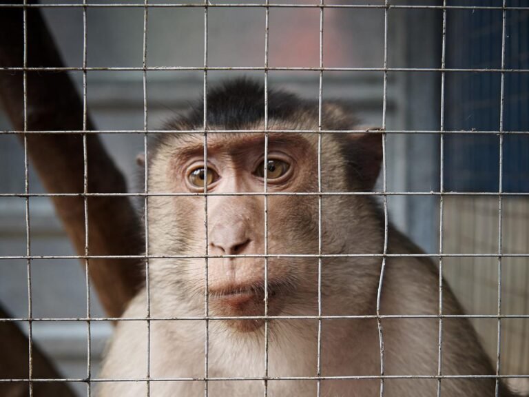 mono-jaula