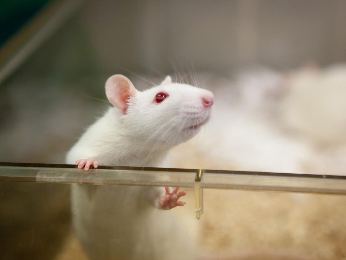 La investigación con animales es cada vez más transparente