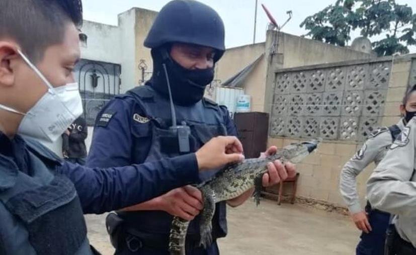Vecina de la Herradura en Ciudad Caucel encuentra cocodrilo en su patio