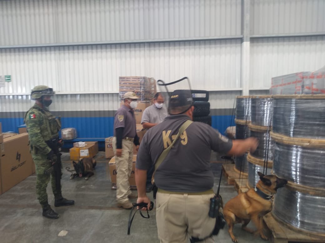 Ejército Mexicano y S.S.P. de Yucatán aseguran media tonelada de Cannabis.