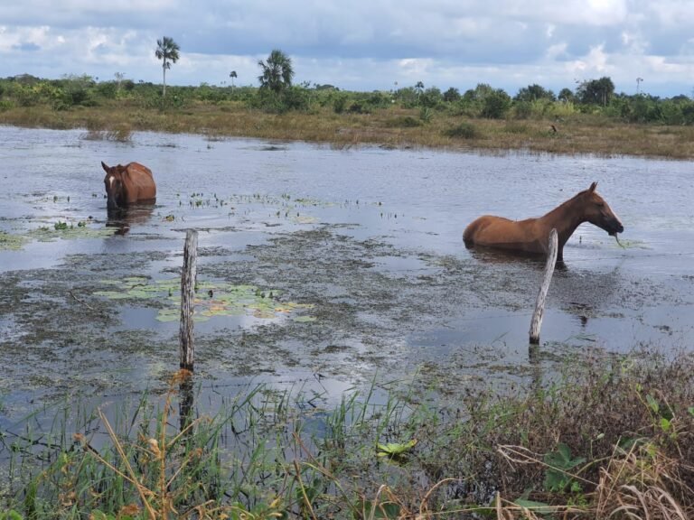 ac5b6ace-fdc0-411f-a7d4-76fa98585861