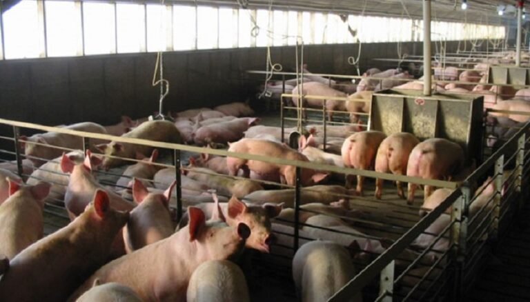 Granjas_porticolas_rechazadas_Semarnat