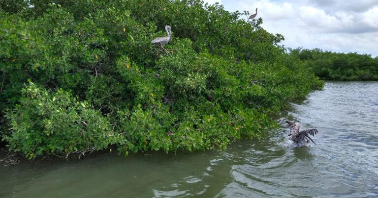 WhatsApp Image 2020-10-21 at 1.57.52 PM