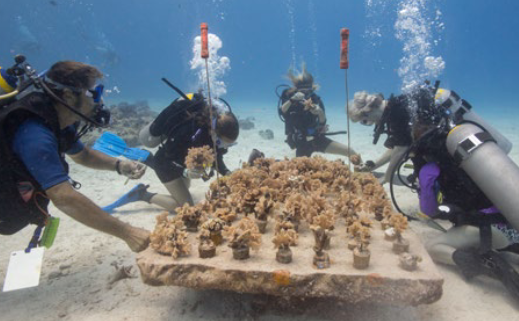 Se implementa la segunda fase del programa de restauración de arrecifes