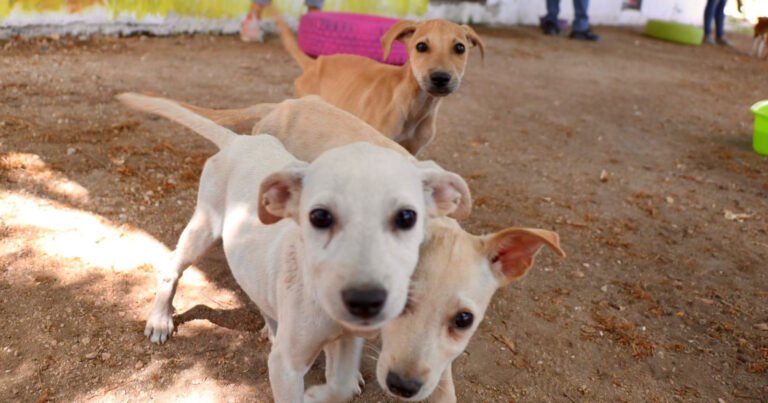 WhatsApp Image 2021-05-01 at 5.19.03 PM