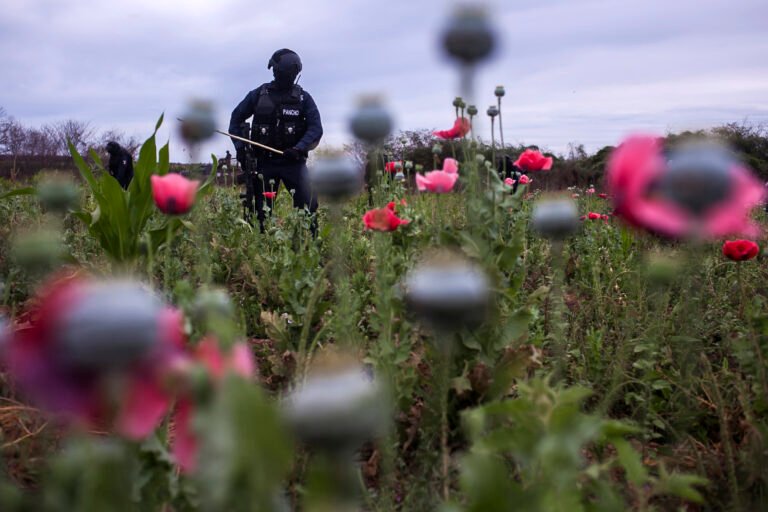 MEXICO-DRUGS-POPPY-OPERATION