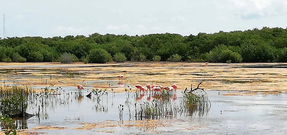 Unas 20 mil hectáreas de manglar yucateco está degradado