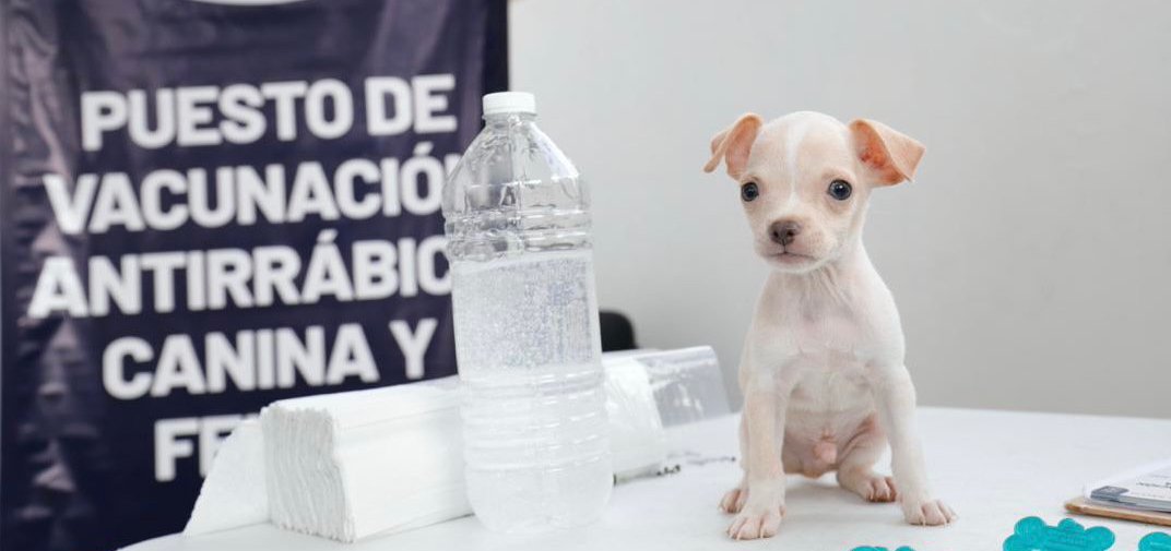 Bienestar animal, responsabilidad entre Ayuntamiento y meridanos