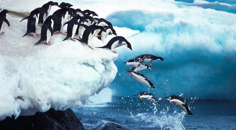 pinguinos-en-glaciar