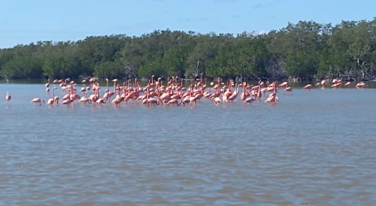 flamencos el cuyo 21WhatsApp Image 2021-09-06 at 3.36.40 PM-3
