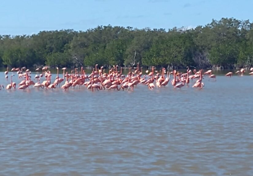 flamencos el cuyo 21WhatsApp Image 2021-09-06 at 3.36.40 PM-3