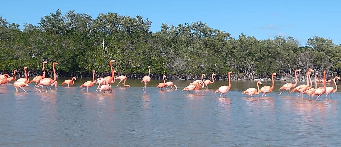 Advierten cambios en el comportamiento de flamencos por cambio climático