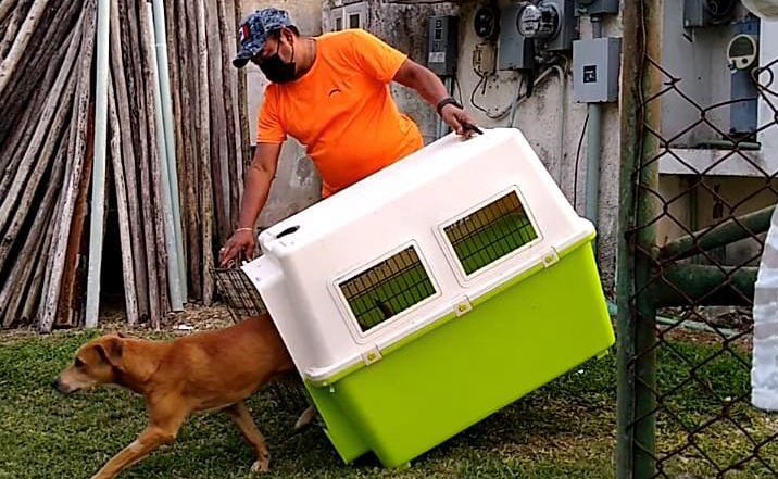 Cultur regresa a Chichén, al primer perrito de Kukulkán 