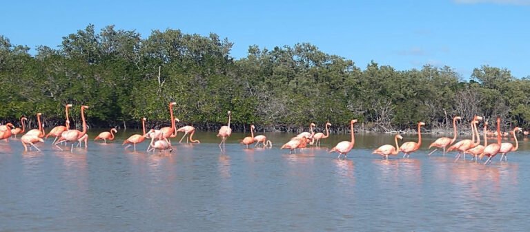 flamencos el cuyo 21WhatsApp Image 2021-09-06 at 3.36.40 PM-4