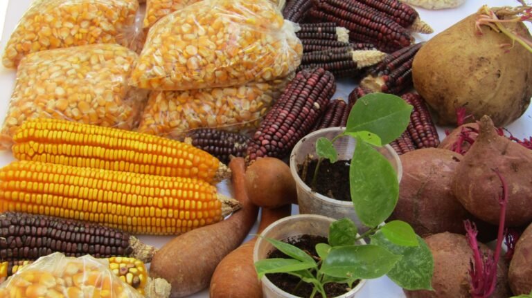 Inau- Encuentro de semillas de la milpa 202 - CICY-2