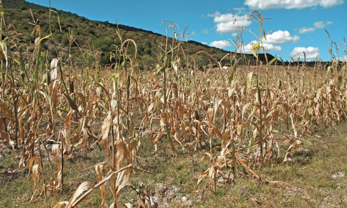 El campo mexicano, víctima y victimario: Pérdidas por cambio climático ascienden a más de 103 mil millones de pesos