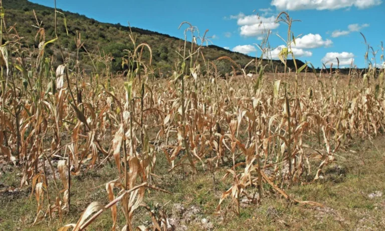 sequia_en_campo.jpg_1147515590