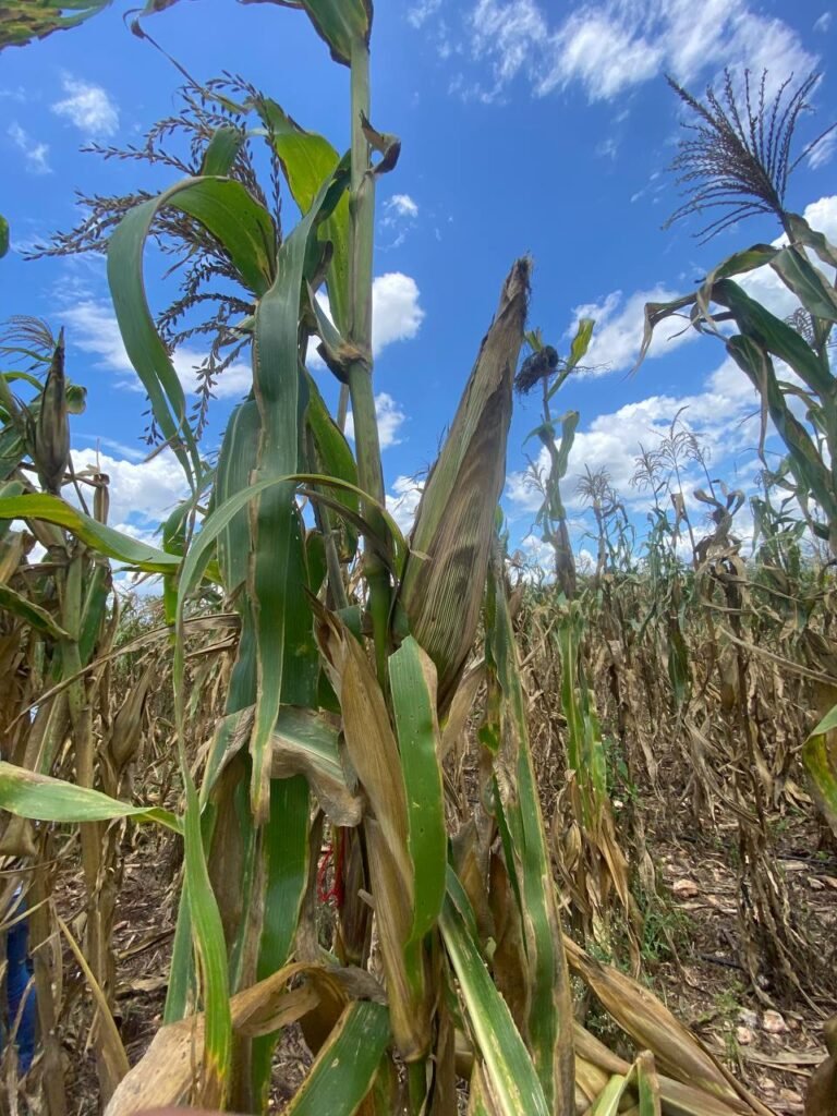 tecnologia-milpa-cicy2