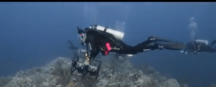 ONG’s piden proteger la biodiversidad de Arrecife Alacranes   