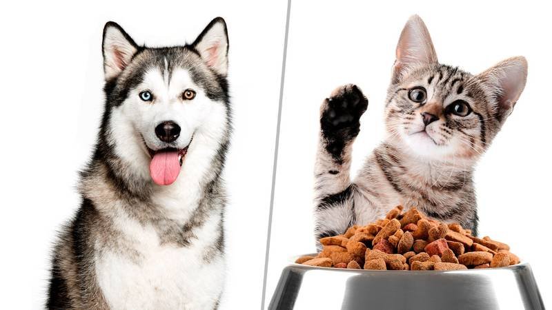 Así le afectan a tus mascotas los cohetes de las fiestas patrias