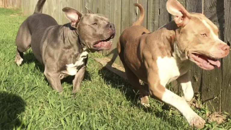 Pitbulls