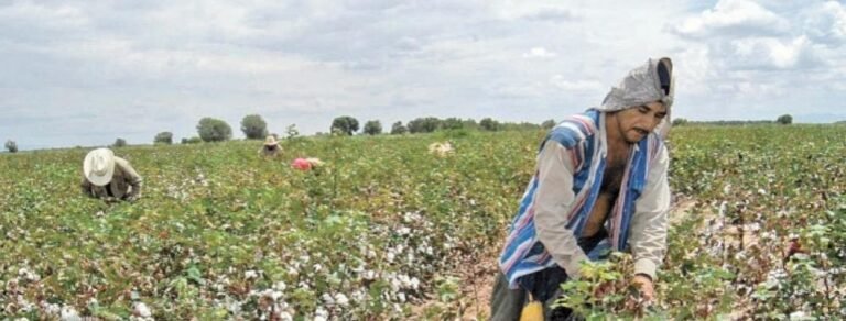 eleconomista_mexico_algodon_modificado_geneticamente