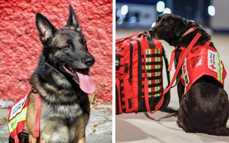 perros-mexico-turquia-rescatistas-07022023-768x480