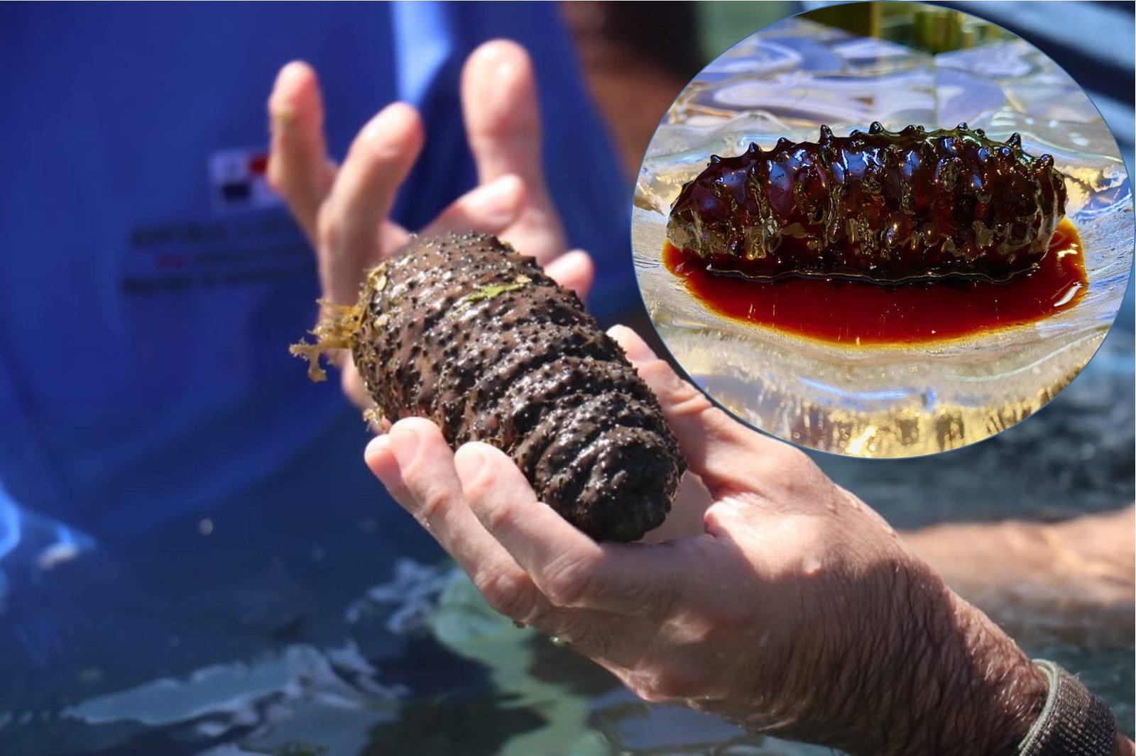 Pesca furtiva en la costa yucateca crece y daña a especies como pepino de mar y pulpo