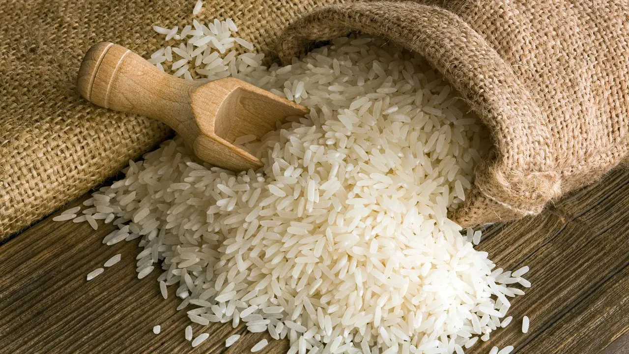 ¿Cómo logra el arroz «Jaspe» doble producción con la mitad de agua?