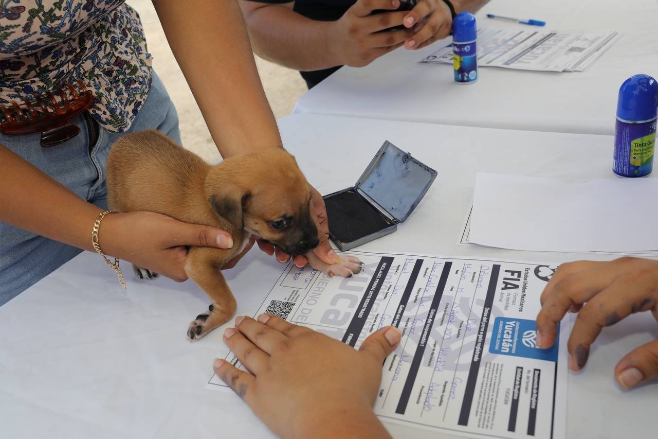 Gobierno Estatal impulsa la tenencia responsable de animales de compañía en Valladolid