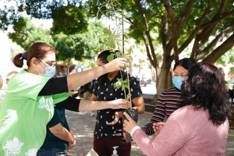 42766-42011-arbol-adopta-merida