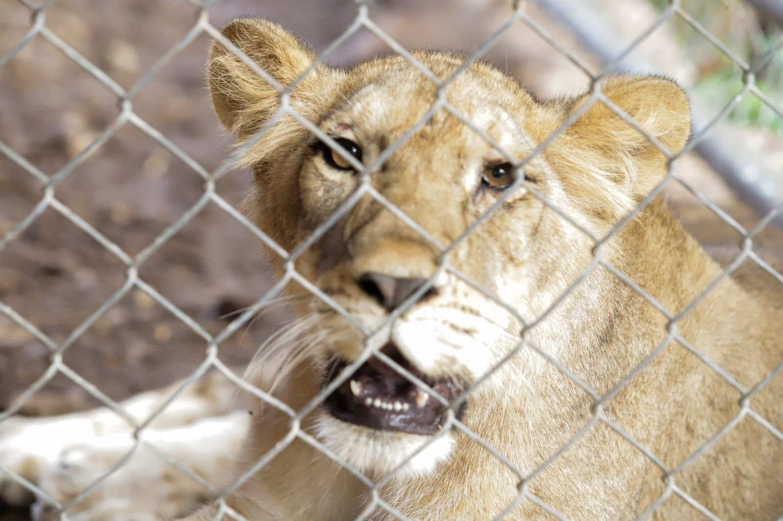El parque Zoológico Animaya da la bienvenida a una pareja de leones.
