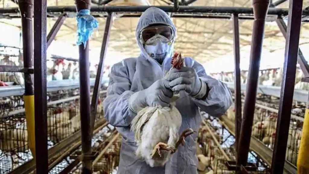 La OMS vigila la transmisión de la gripe aviar H5N1 a humanos