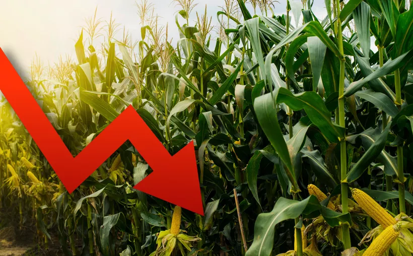 Productores de maíz: pagos por tonelada caen 30% en México